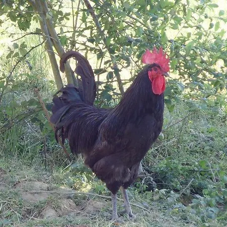 Bed & Breakfast Table D'hotes La Ferme Des Mouleres *